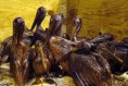 /album/photo-gallery-photogallery1/oilybirds2-jpg/