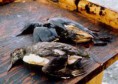 /album/photo-gallery-photogallery1/oilybirds-1-jpg/