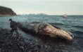 /album/photo-gallery-photogallery1/exxon-whale-2860645c-jpg/