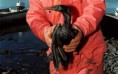 /album/photo-gallery-photogallery1/oil-bird-2860638c-jpg/