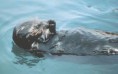/album/photo-gallery-photogallery1/otter-jpg/