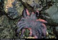 /album/photo-gallery-photogallery1/starfish-jpg/